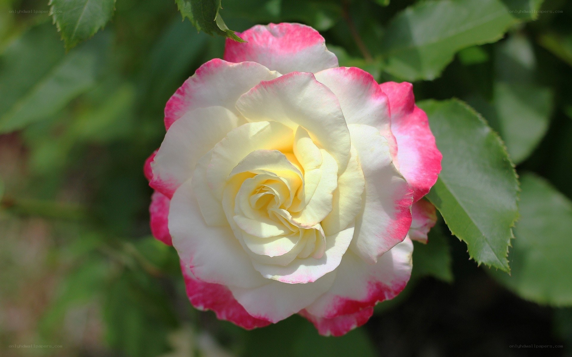 white and pink rose flower