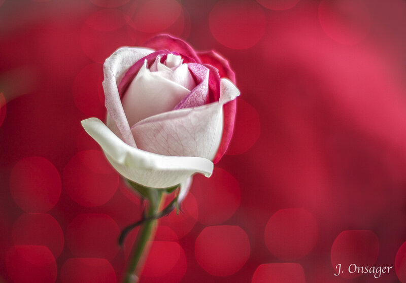White and Pink Rose — Red
