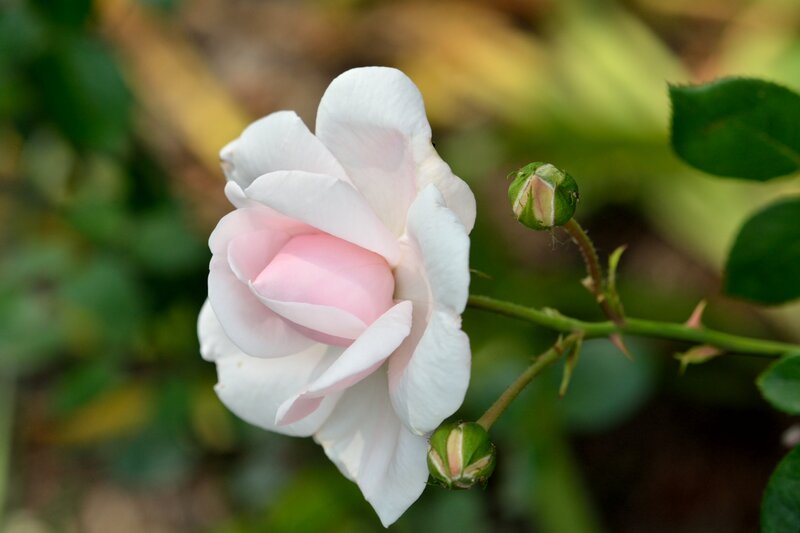 White and Pink Rose — Serene, Afternoon