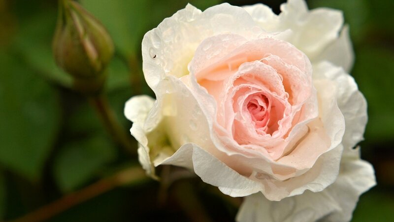 White and Pink Rose — Serene, Photograph