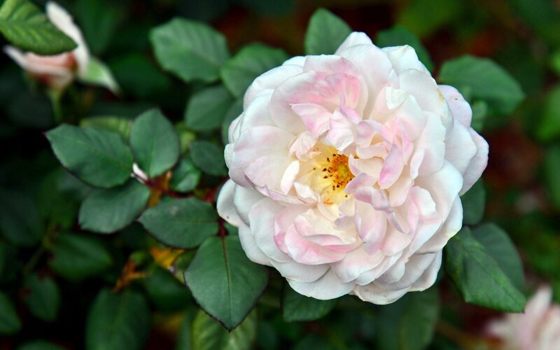 White and Pink Rose — Serene, Spring