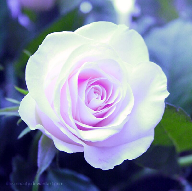 White and Pink Rose — Serene