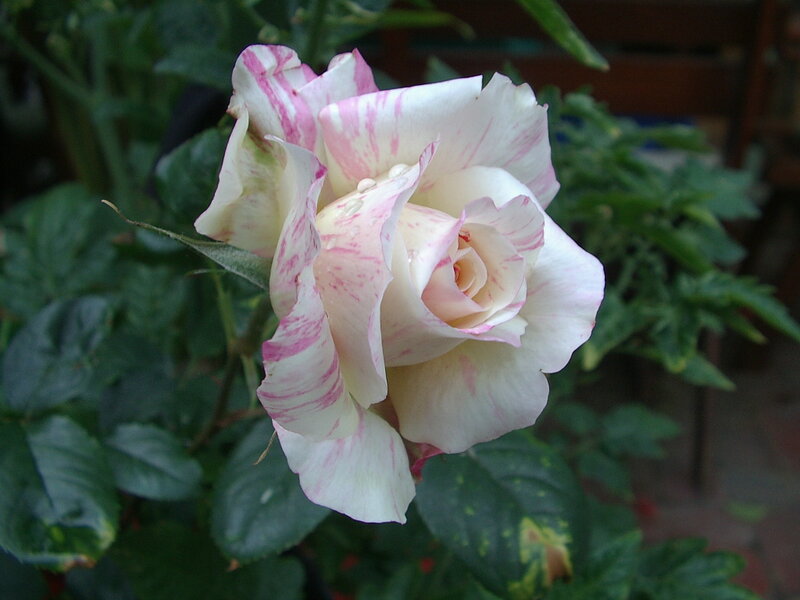 White and Pink Rose