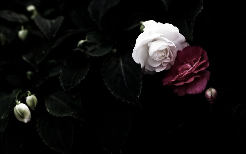 White and Pink Roses — Black