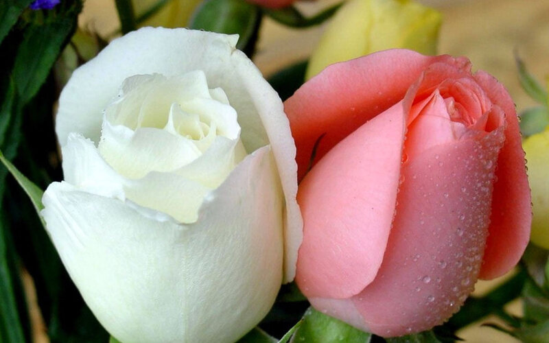 White and Pink Roses — Calm, Photograph