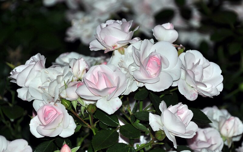White and Pink Roses — Calm