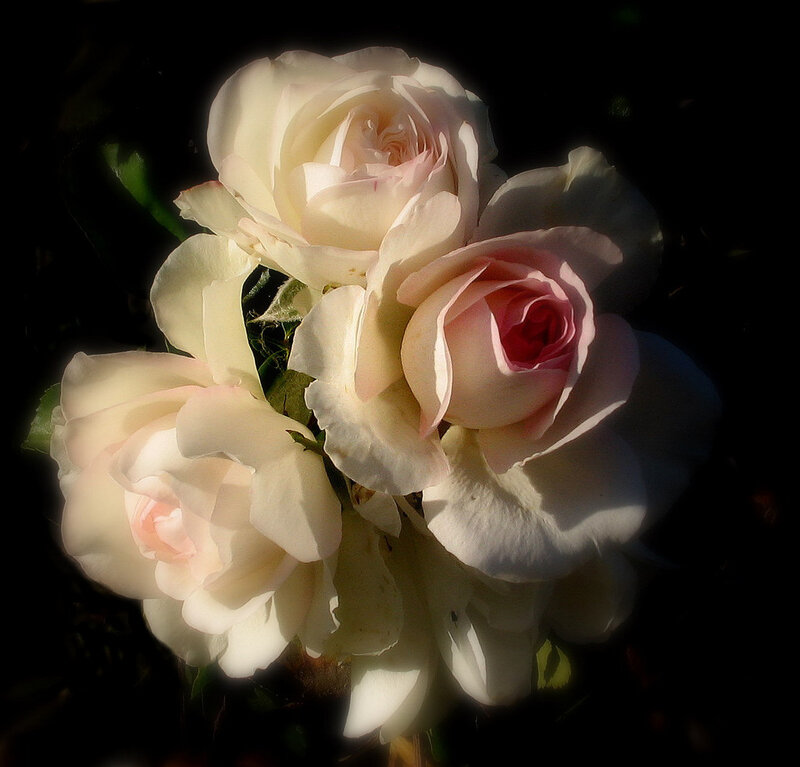 White and Pink Roses — Dramatic