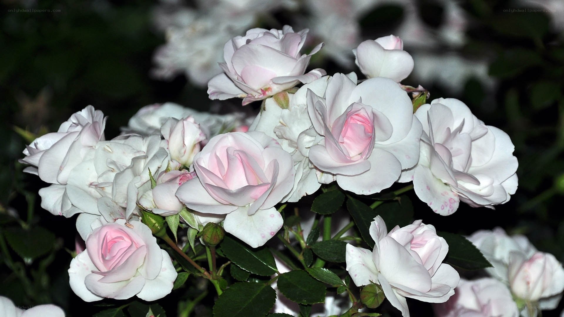 White and pink roses in bloom