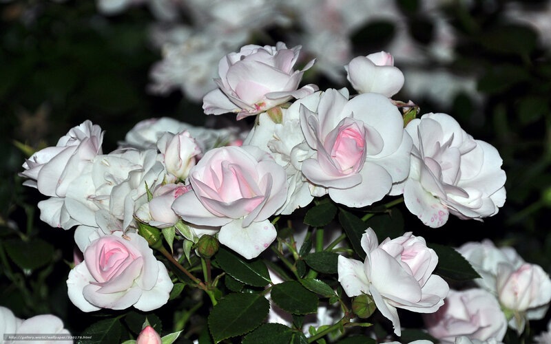 White and pink roses in bloom