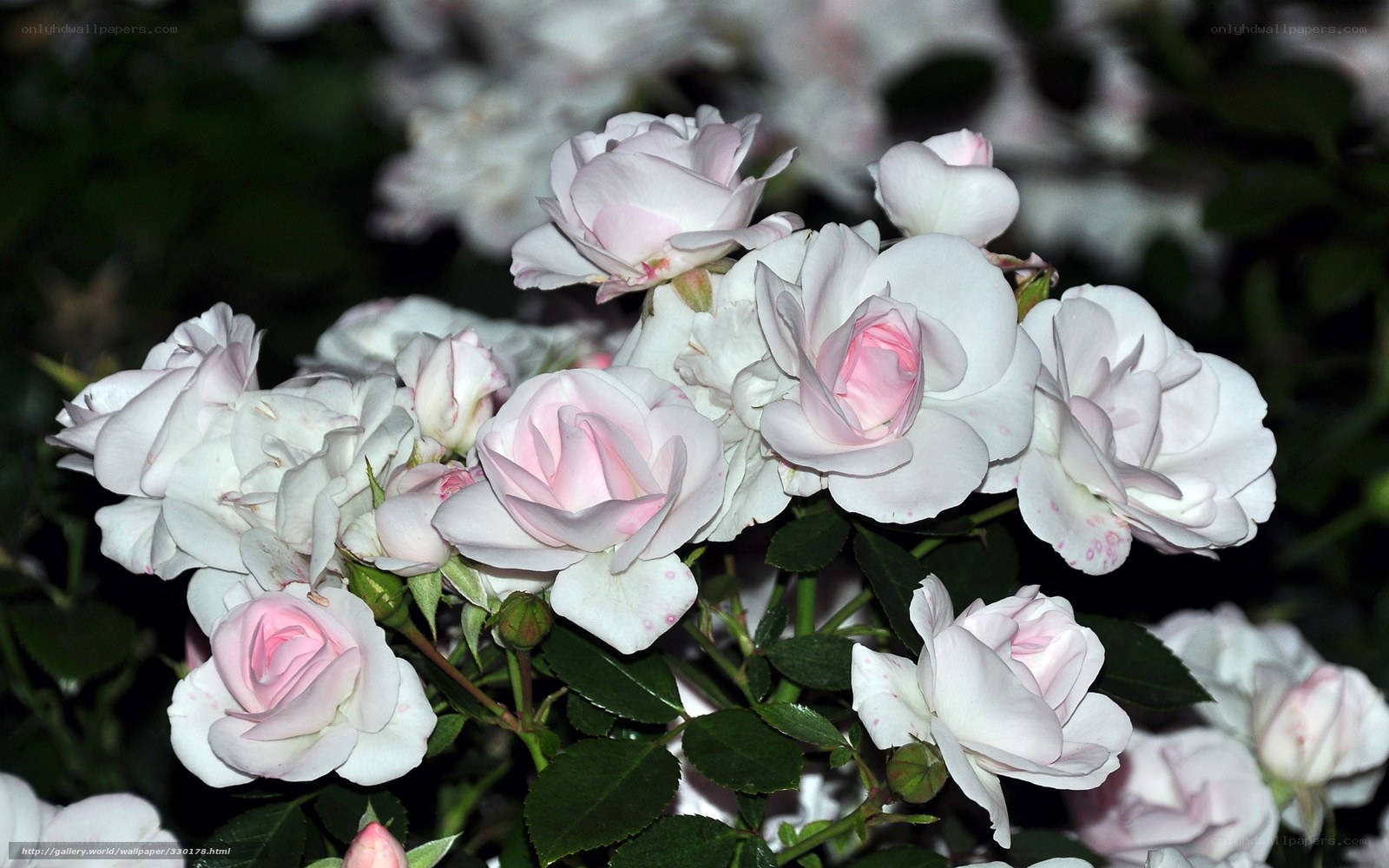 White and pink roses in bloom