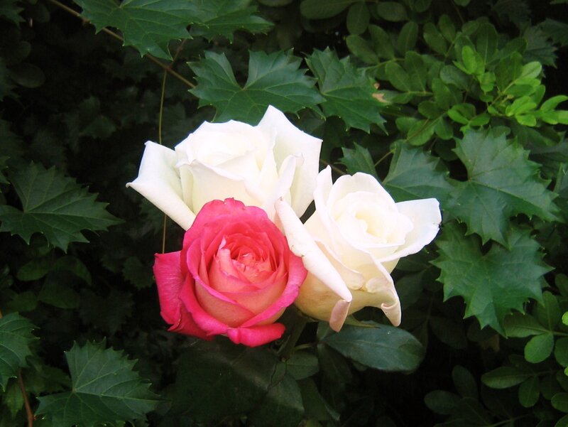 White and pink roses in garden