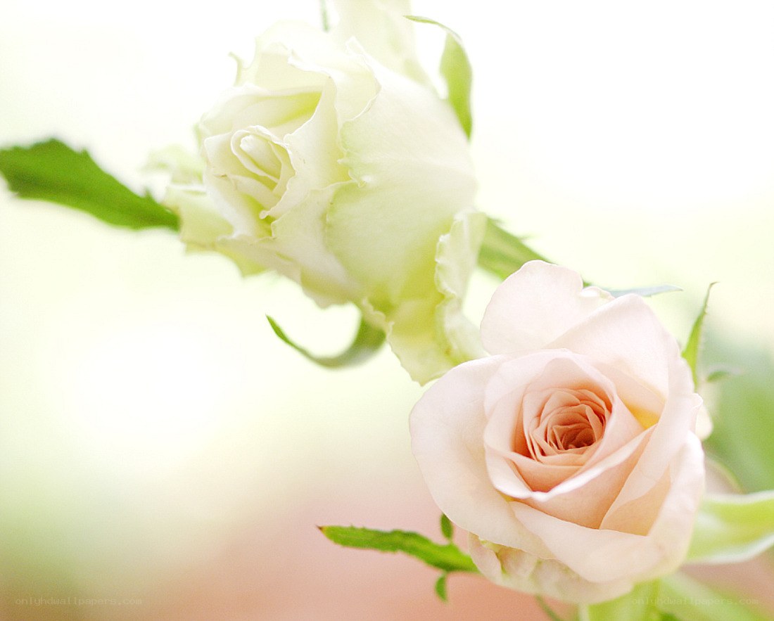 White and pink roses in soft light