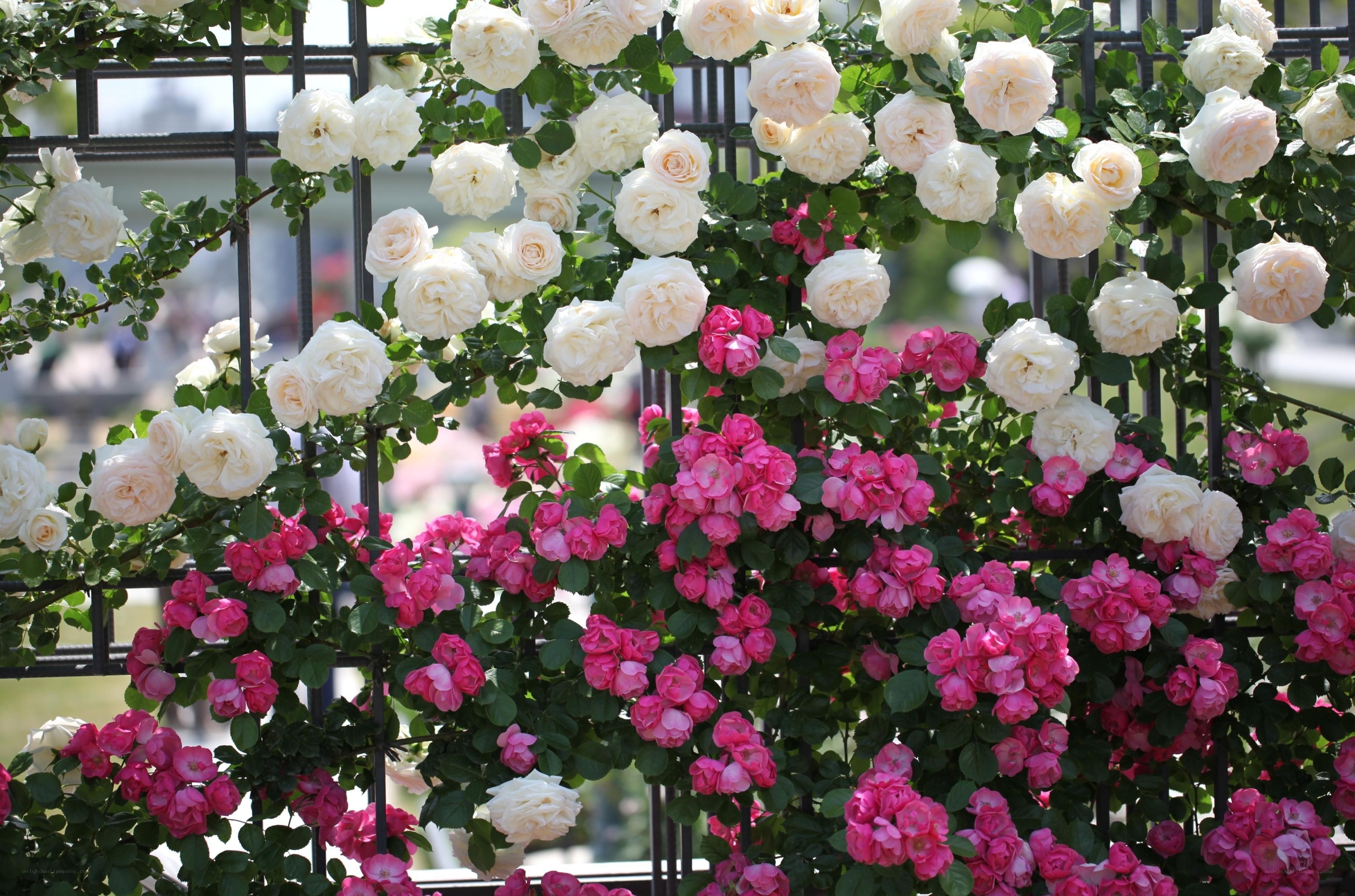 White and pink roses on a fence