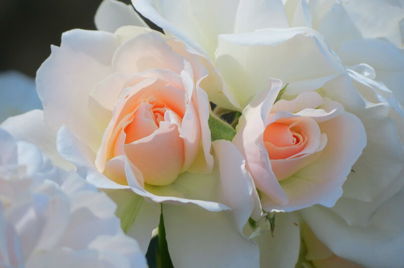 White and Pink Roses — Serene, Afternoon
