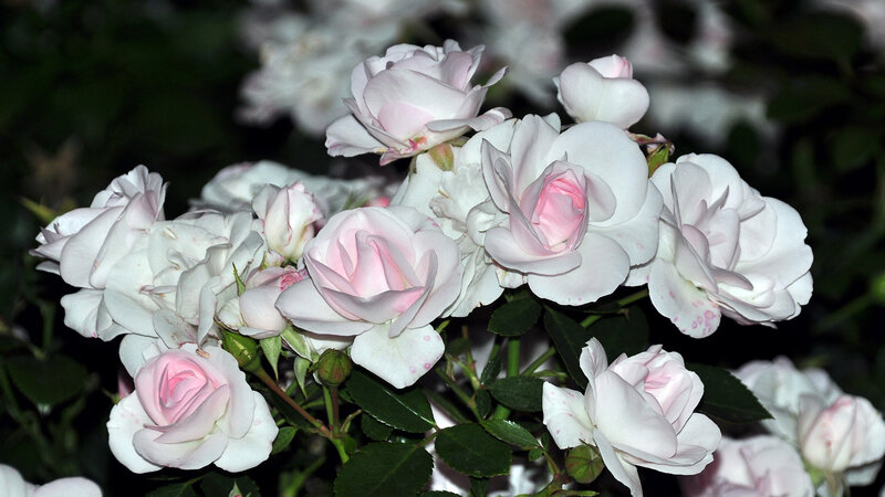White and Pink Roses — Serene, Night