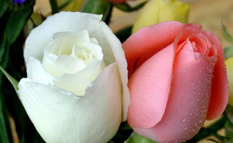 White and Pink Roses — Serene, Photograph, Green Leaves