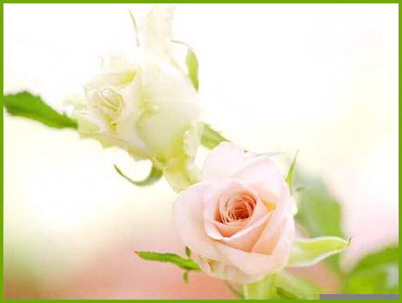 White and Pink Roses — Serene, Photograph