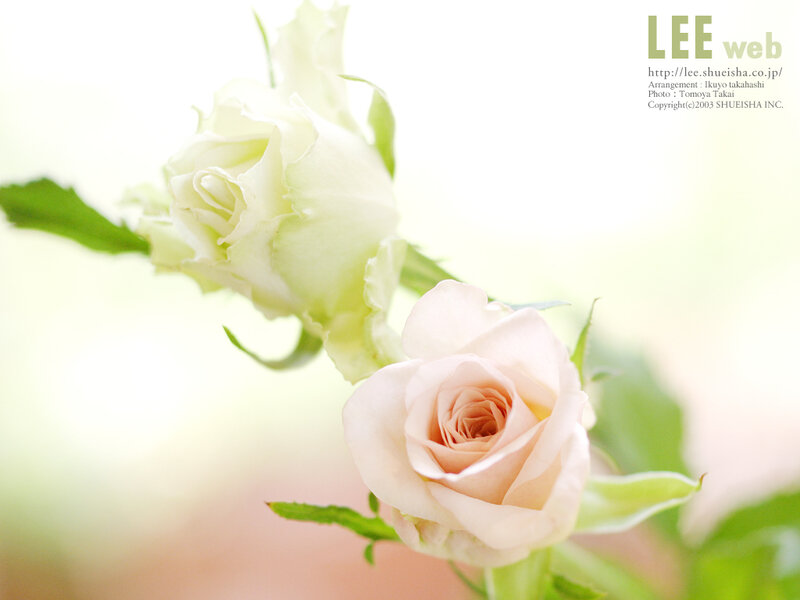 White and Pink Roses — Serene