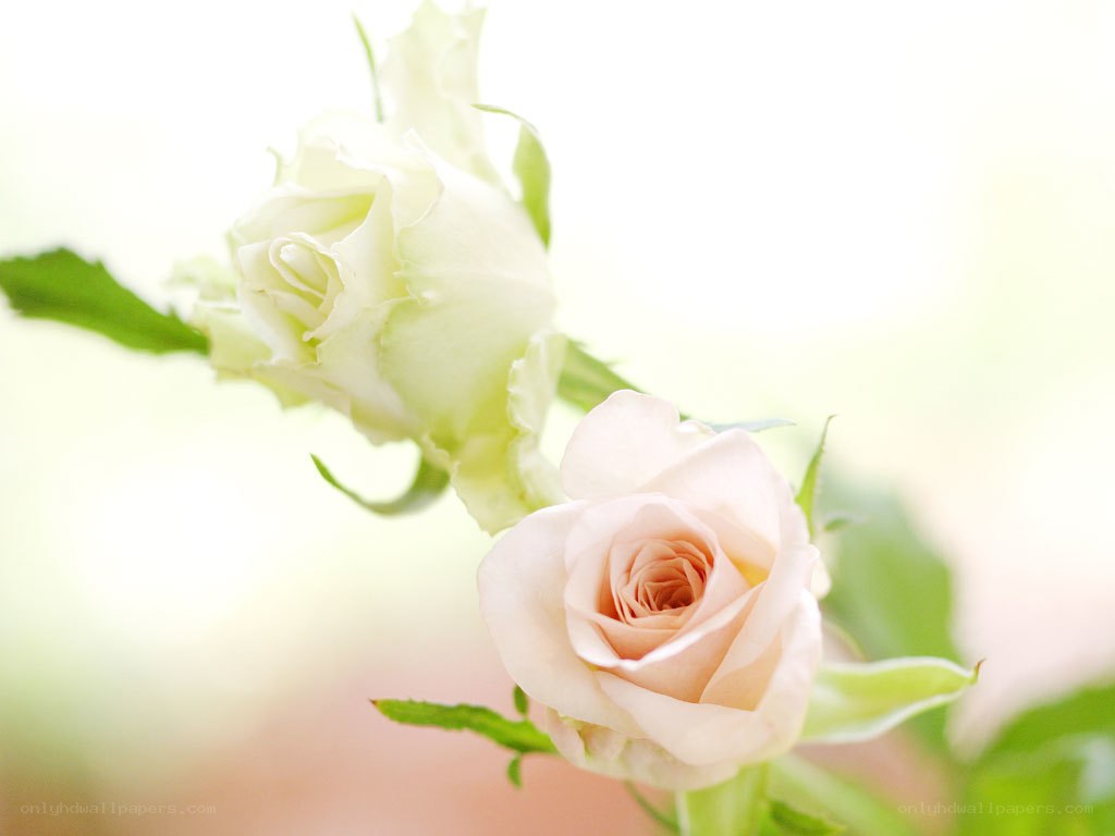 white and pink roses