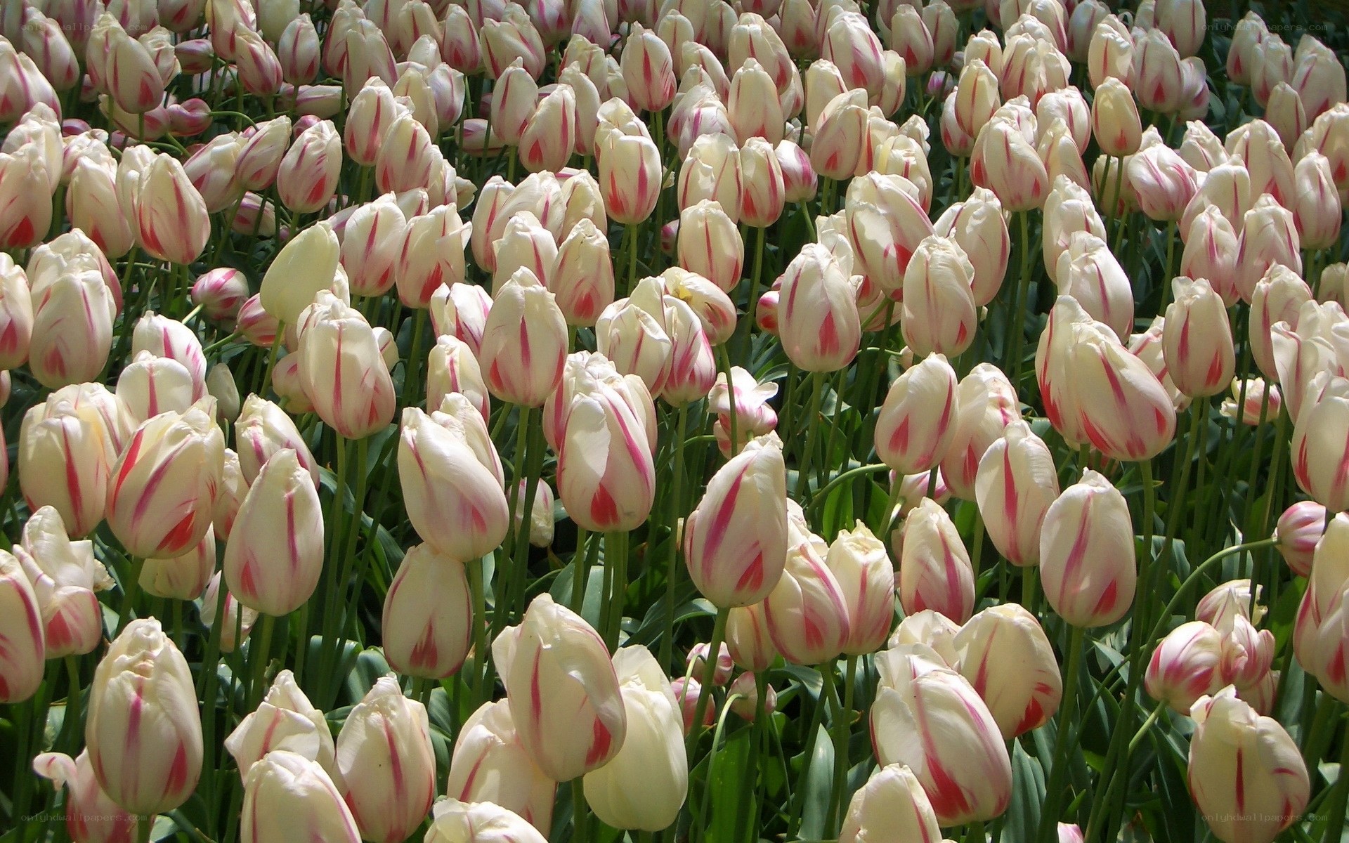 white and pink tulip field