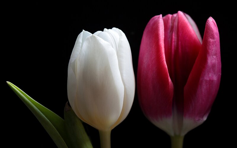 White and pink tulips
