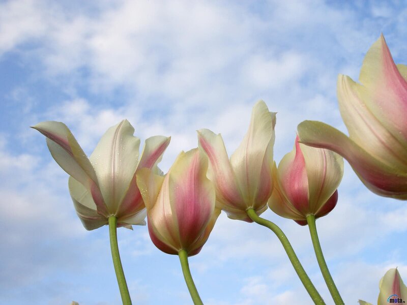 White and pink tulips against blue sky
