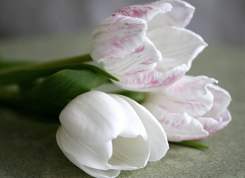 White and Pink Tulips — Calm, Photograph
