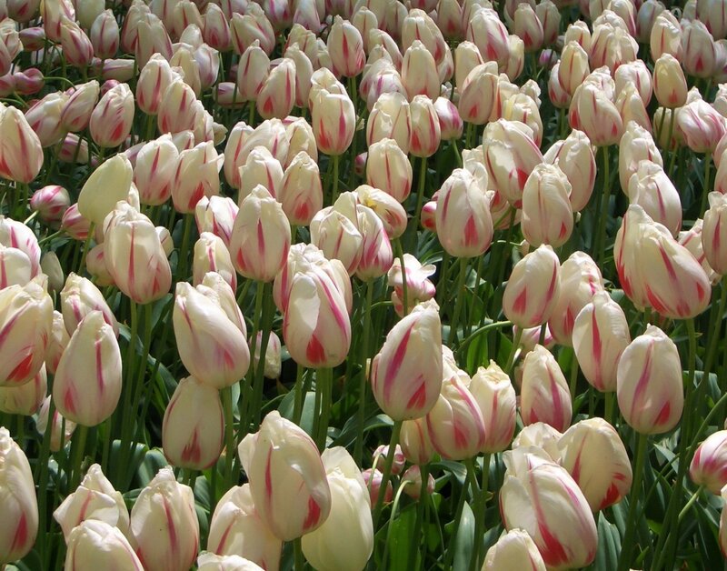 White and Pink Tulips — Calm