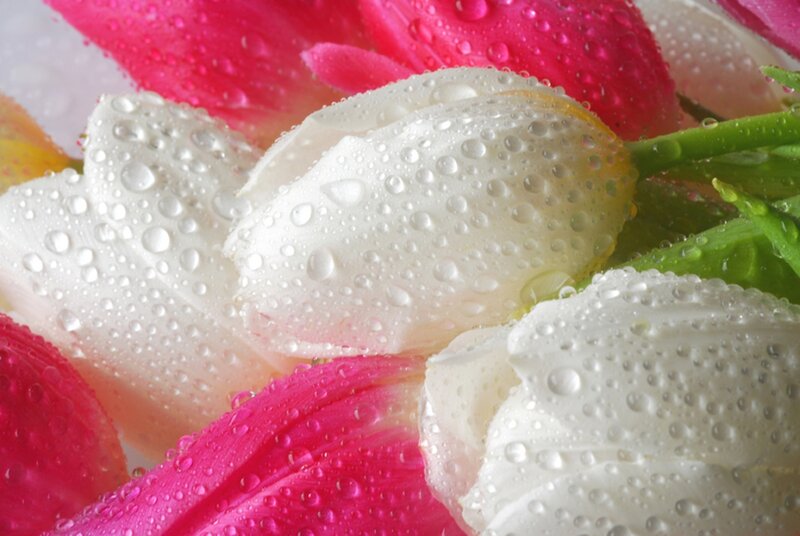White and Pink Tulips — Fresh
