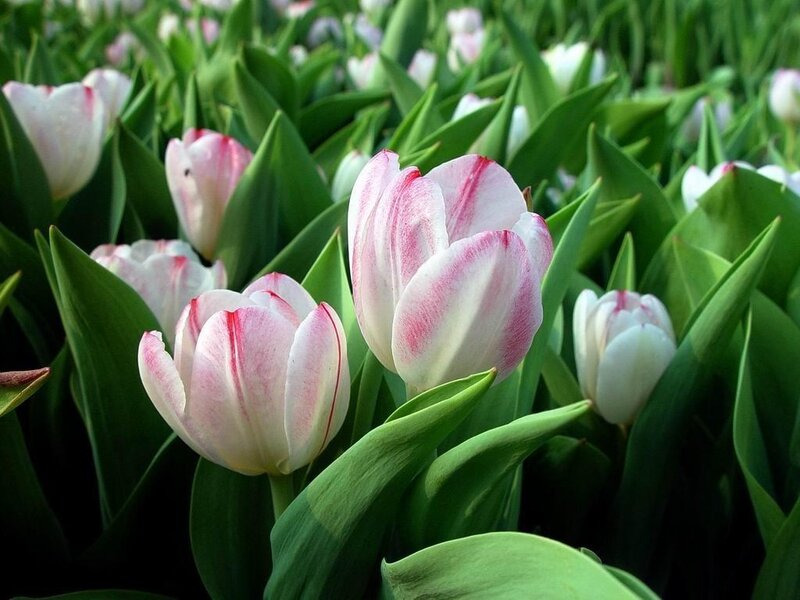 White and pink tulips in a field