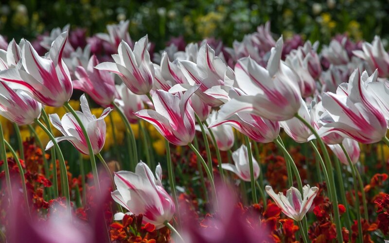 White and pink tulips in a garden