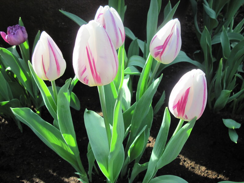 White and Pink Tulips — Serene, Spring, Photograph, Green Leaves