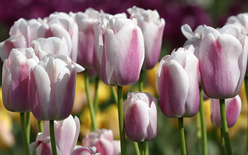 White and Pink Tulips — Serene, Spring, Photograph