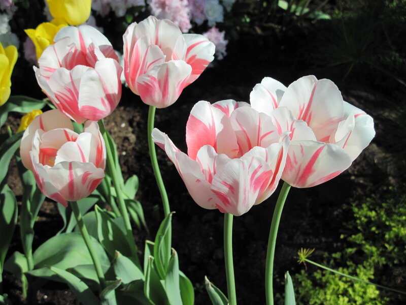 White and Pink Tulips — Serene, Spring, Photograph, Yellow Flowers
