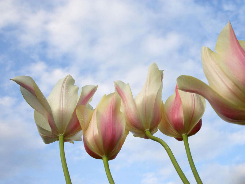 White and Pink Tulips — Serene, Spring
