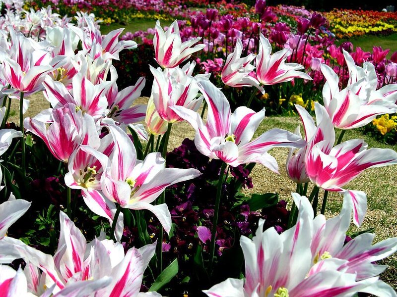 White and Pink Tulips — Serene