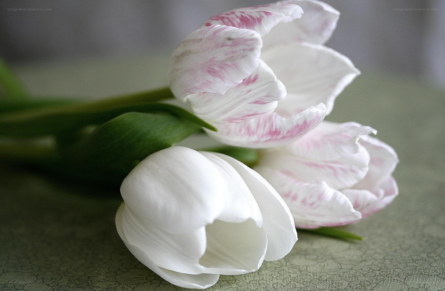 White and pink tulips