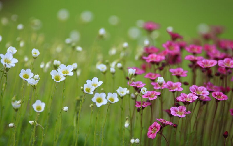 White and Pink Wildflowers — Green, Serene