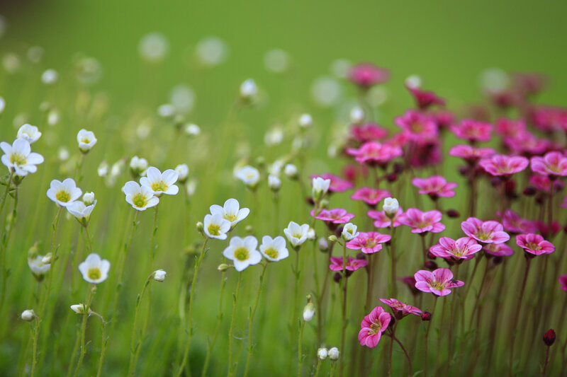 White and Pink Wildflowers