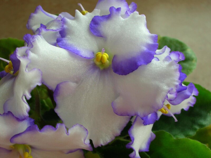 White and Purple African Violet