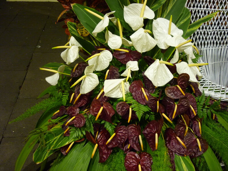 White and Purple Anthuriums