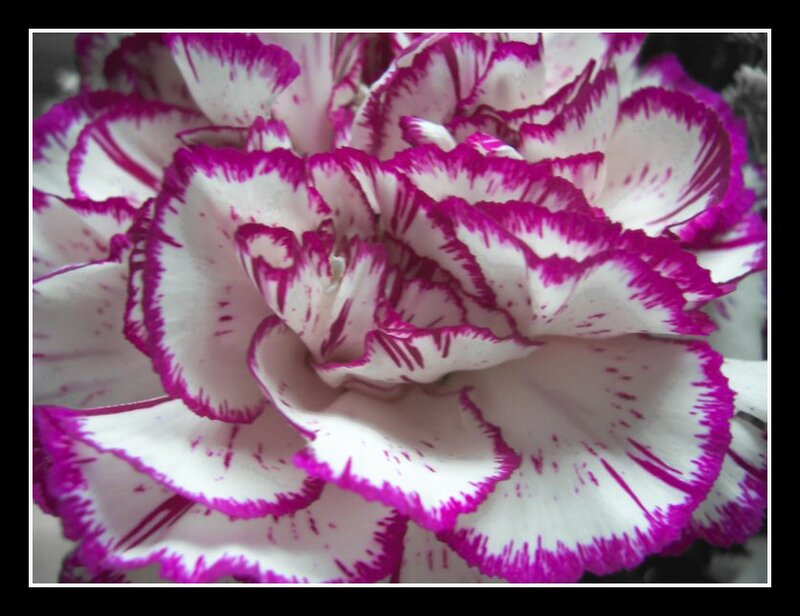 White and Purple Carnation