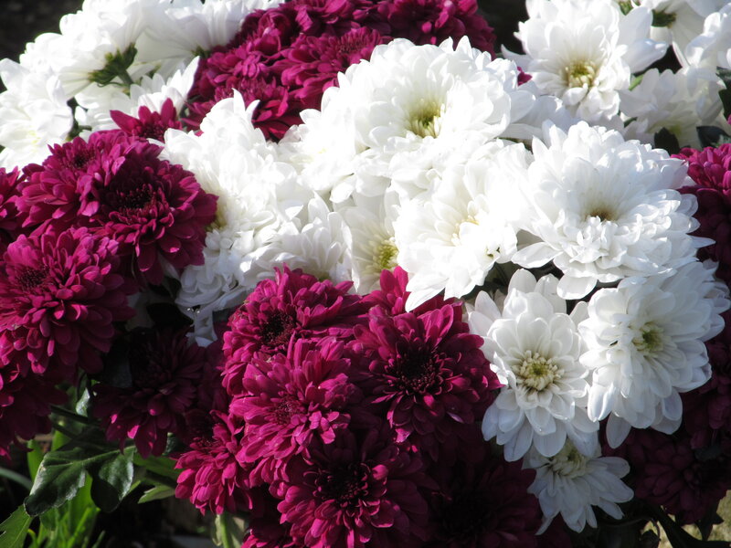 White and Purple Chrysanthemums — Calm