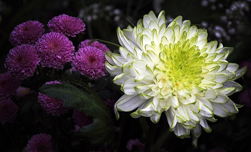 White and Purple Chrysanthemums — Dramatic