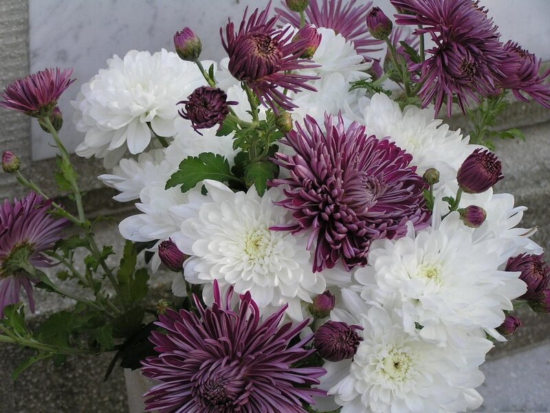 White and Purple Chrysanthemums