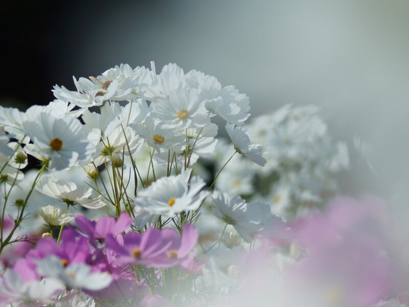 White and Purple Cosmos Flowers — Serene