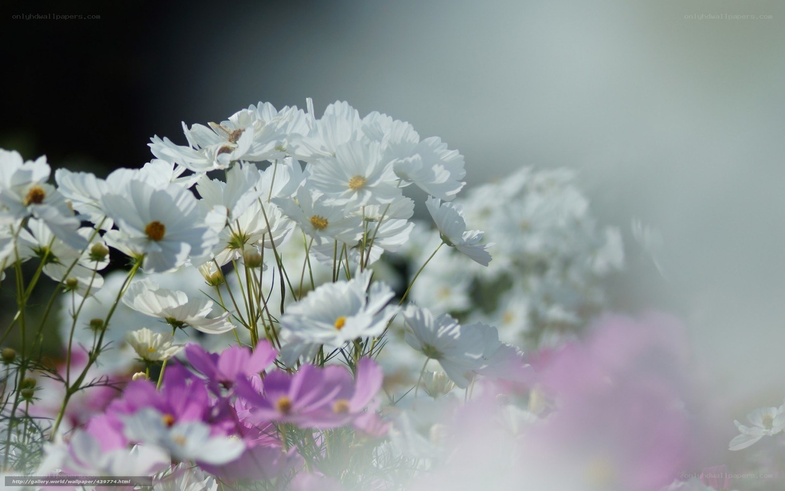 White and purple cosmos flowers