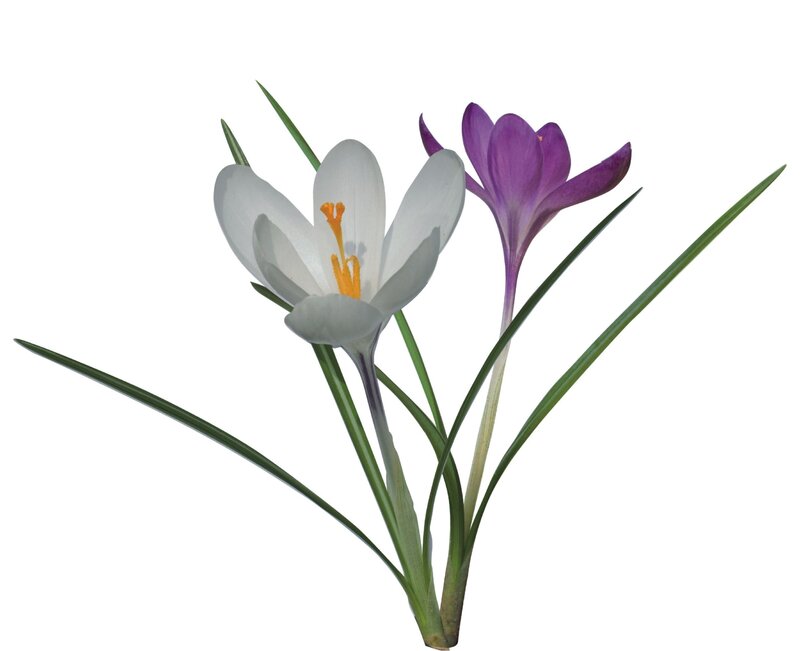 White and Purple Crocuses — Calm, Spring