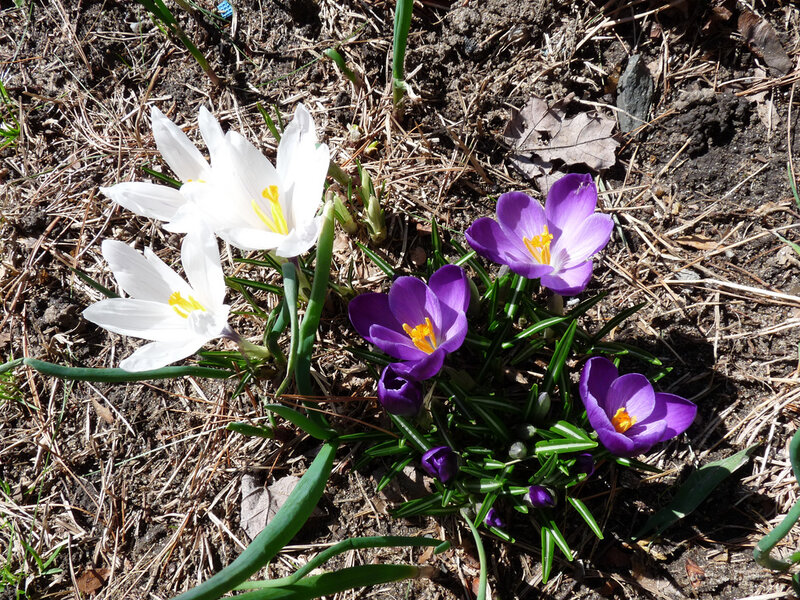 White and Purple Crocuses — Calm