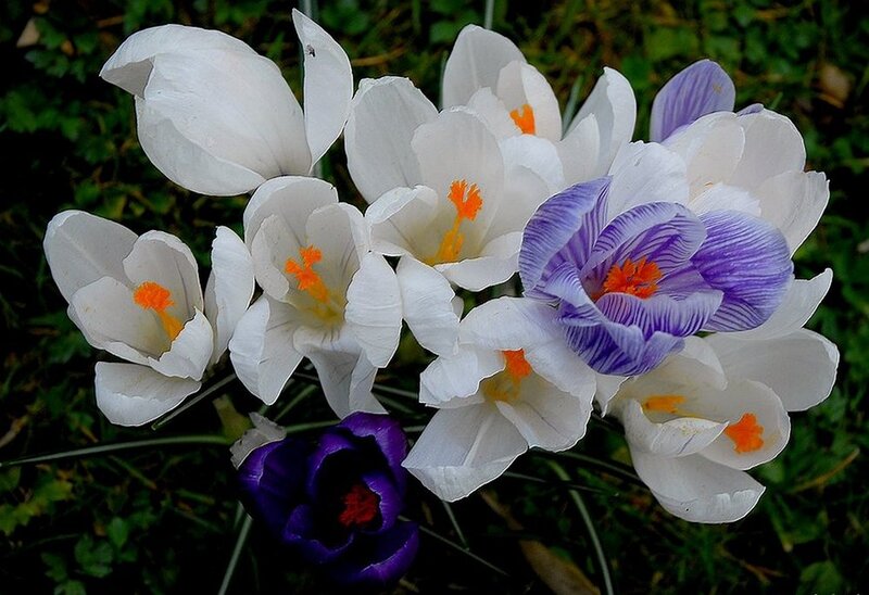 White and Purple Crocuses — Natural, Spring
